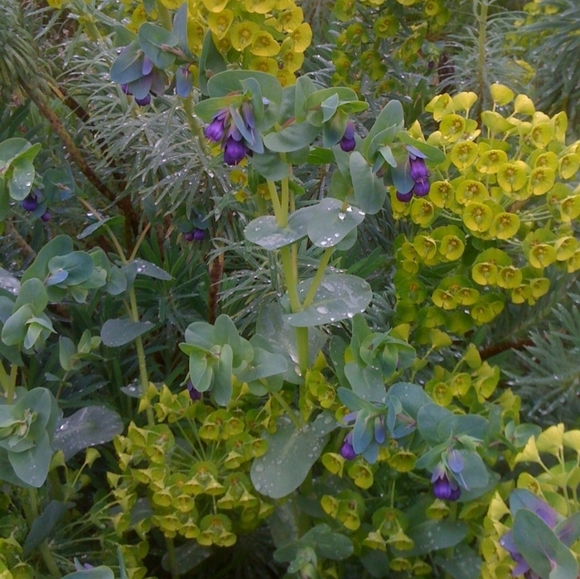 EUPHORBIA  5 plants for $15 - Picture 3 of 5